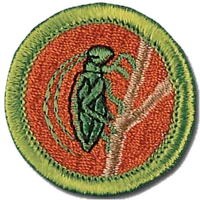 Insect Study merit badge patch